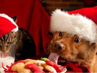 Scopri i regali di Natale simpatici per cani e gatti consigliati dagli esperti