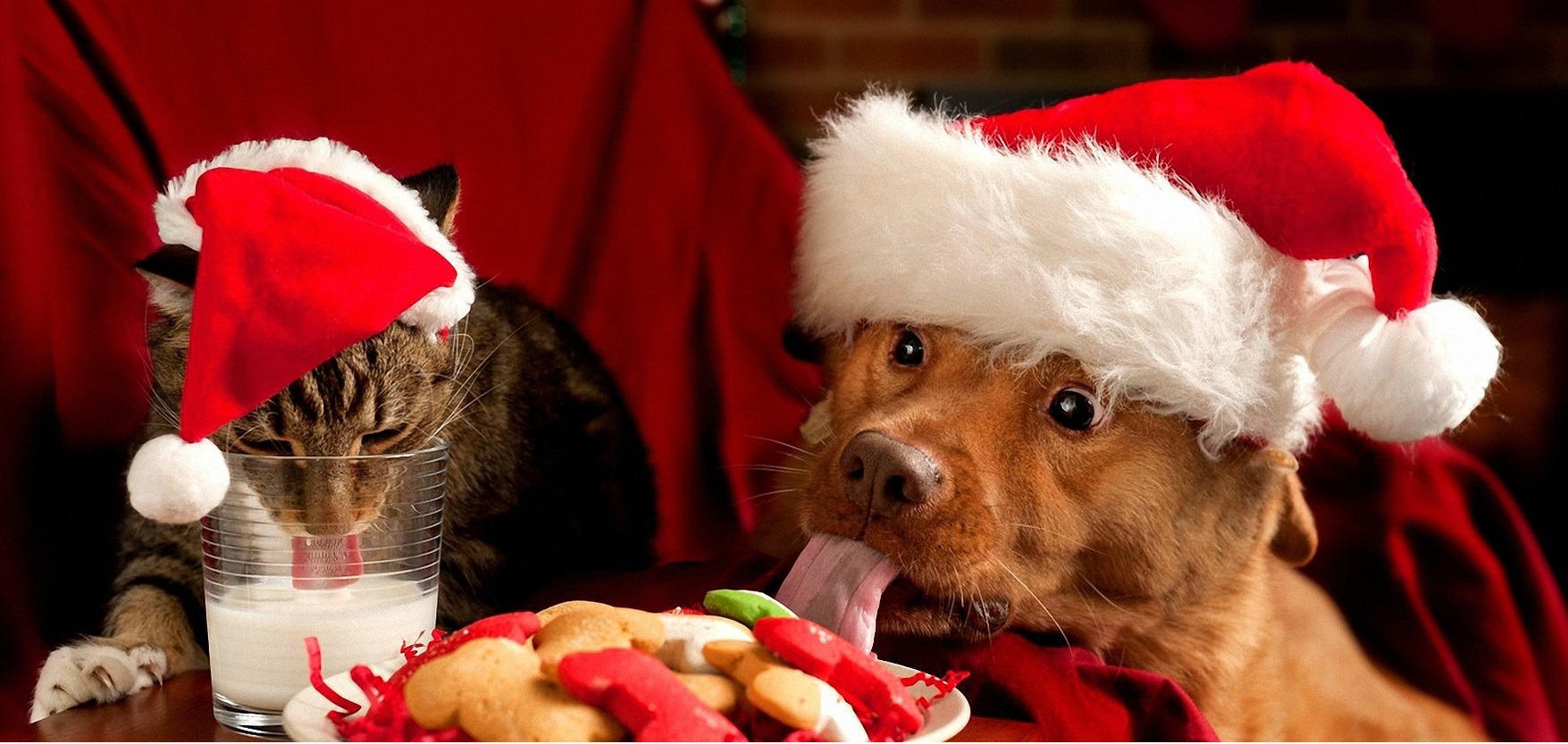 Regali Simpatici Natale.Migliori Regali Animali Cani E Gatti Natale 2016 A Prezzi Scontati Amazon