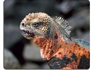 liili mouse pad tappetino per mouse in gomma naturale marine espanola iguana