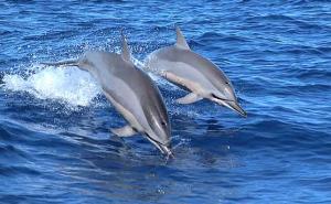delfini