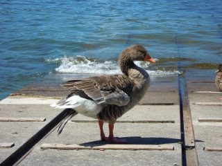 Foto copertina agrodolce