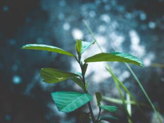 pexels photo 1403388