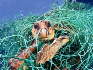 tartaruga impigliata nelle reti