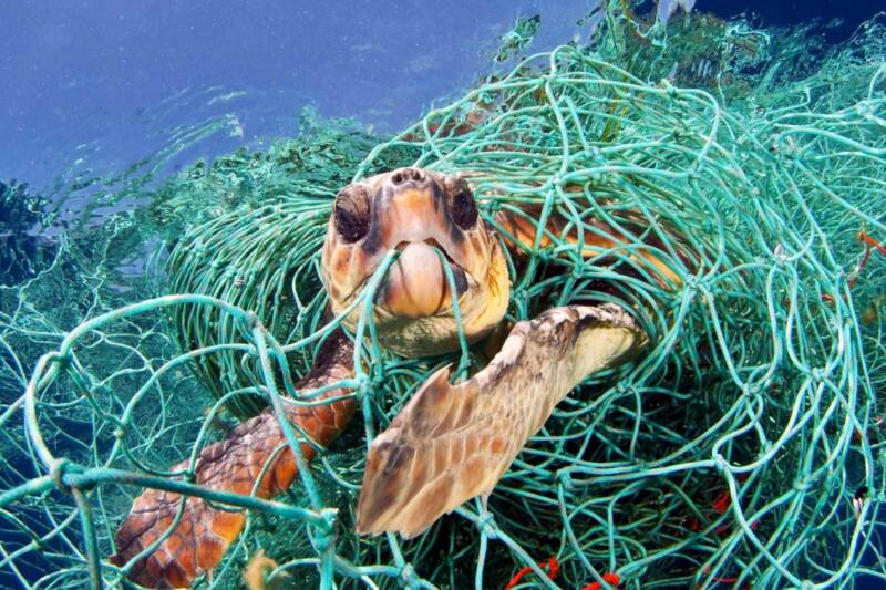 tartaruga impigliata nelle reti