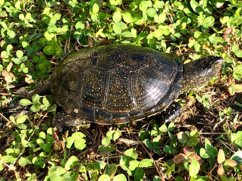 tarta 800x600 - Le tartarughe sono animali sociali