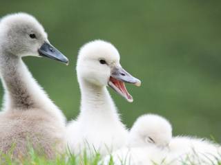 Mercati finanziari: analisi sulla calma della volatilità e previsioni