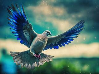 Concerti per la Pace con Annalisa, Elodie e Rose Villain contro le guerre