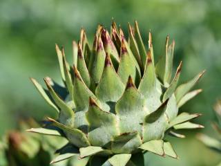 Famoso bodybuilder Illia Golem muore dopo dieta da 16mila calorie quotidiane