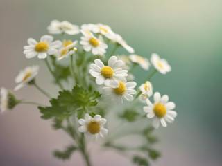 Scopri la pianta ideale per il tuo mal di testa specifico