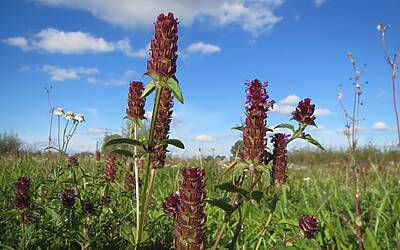 Alessia Marcuzzi incanta a 51 anni con una lingerie da sogno