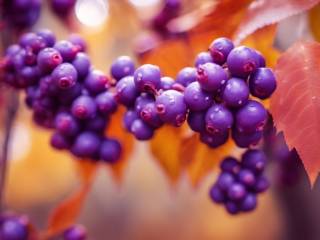 Bacche autunnali: guida alla scelta e all'abbinamento nelle decorazioni naturali