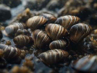 Cozze quagga invadono il Lago dei Quattro Cantoni: un fenomeno allarmante