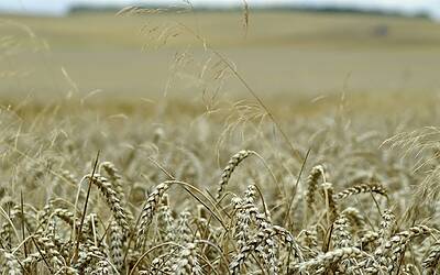 Elio Germano trionfa: miglior attore alla Festa del Cinema di Roma 2023