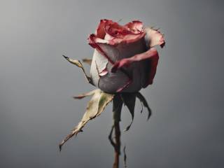 Federica Petagna lascia Alfonso D’Apice: la reazione sorprendente della sua famiglia