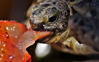 Jessica Morlacchi denuncia Shaila per insulti omofobi e termini inaccettabili