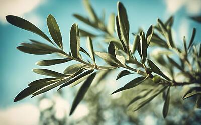 Meloni ritira querela contro Canfora e promuove il dialogo civile in Italia