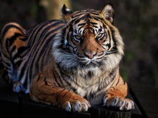 Selvaggia e Canino rispondono a Sonia Bruganelli: le accuse al GF!