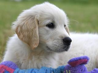 Senza Cri trionfa nella sfida e Ilan celebra con una testata divertente