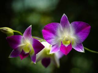 Sonia Bruganelli in lacrime a Ballando: il dramma di Edoardo Tavassi