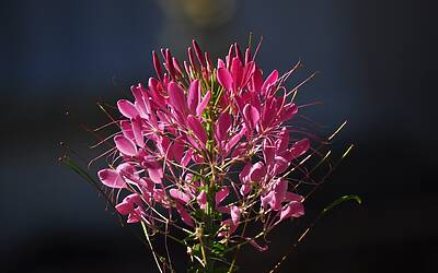 Taylor Swift e Principe William: Travis Kelce e la sindrome dell'impostore