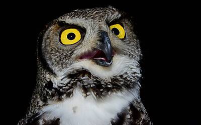 Trader perde 11 milioni di dollari in ETH, liquidazioni totali oltre 220 milioni