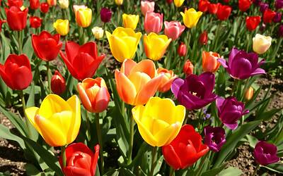 Bulbi da piantare a novembre per fioriture spettacolari la prossima primavera