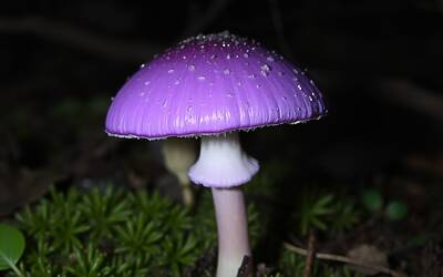 Chatbot AI di Meta suggerisce ricette sicure con funghi commestibili e gustosi