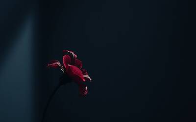 Giulia Cecchettin: 15 motivi per lasciare Turetta e trovare serenità