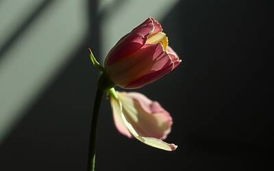 Lorenzo e Helena nel Grande Fratello: dinamiche problematiche da osservare attentamente