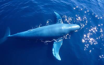 Whale votanti bloccano il rimarchiaggio del protocollo DeFi Sky in Maker