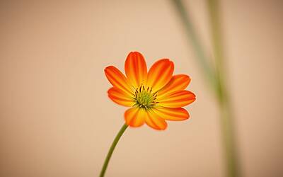 Ciro Solimeno spiega perché Martina De Ioannon dovrebbe sceglierlo a Uomini e Donne