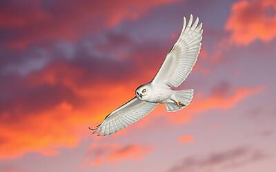 Generatore d'immagini AI Aurora sorprende con risultati innovativi su X