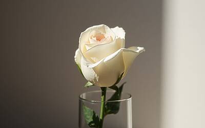 Malena lascia il porno: Rocco Siffredi parla del trauma e dell'assenza di comunicazione