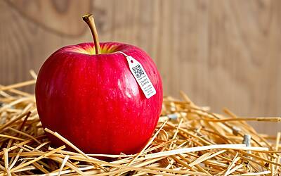 Melannurca Campana Ig: la prima mela tracciata al mondo per qualità e autenticità