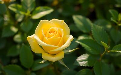 Paolo Bonolis svela il mistero del suo nuovo amore dopo Sonia Bruganelli