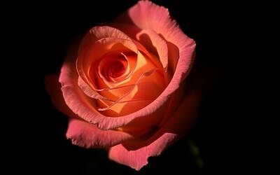 Tony Effe: il lato dolce che sorprende oltre le etichette di violenza