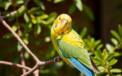 Perché i pappagalli sono i migliori parlanti tra gli uccelli del mondo