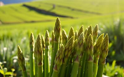 Asparagi freschi raccolti nei campi svizzeri per piatti primaverili deliziosi