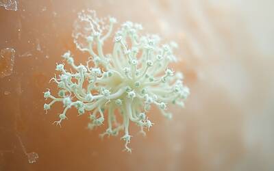 Papa Francesco e le cause di morte approfondite tra polmonite e ictus spiegate chiaramente