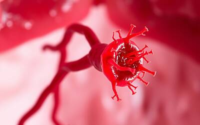 Batteri nelle gengive e rischio cardiovascolare come superano le difese immunitarie del corpo