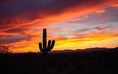 Bitcoin in Arizona: governo blocca utilizzo fondi pubblici per investimenti nella criptovaluta