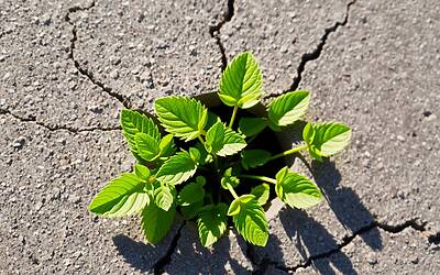 Imprese italiane: più dell'80% delle medie aziende aderisce alle iniziative ESG per un futuro sostenibile