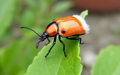 Insetto giapponese pericolo in Svizzera come riconoscerlo e prevenirlo efficacemente