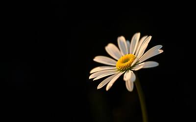 Kate Middleton affronta il cancro trauma post terapia emozioni e recupero personale