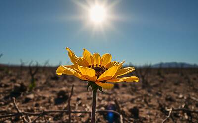 Ondate di calore in Europa causano il 95% dei decessi legati a eventi estremi climatici