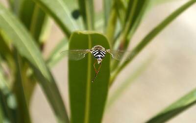 Rinnovi abbonamenti digitali falsi: riconoscere la truffa e difendere i dati personali online