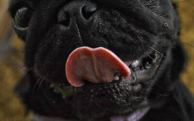 Samira Lui apprende sensualità da Cristiano Malgioglio: reazione e commento di Gerry Scotti su show