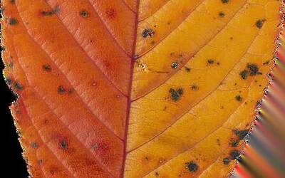 Chiara Ferragni rompe il silenzio sul pandoro-gate e svela i retroscena della rottura con Fedez