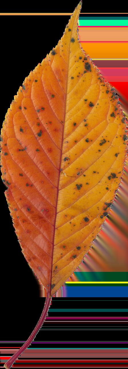 Chiara Ferragni rompe il silenzio sul pandoro-gate e svela i retroscena della rottura con Fedez