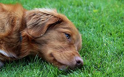 Pornhub sfida la nuova legge inglese sui porno con account obbligatorio